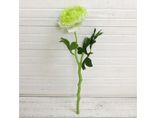 ����������, 37 ��