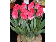 2020!!! ������� ����������� ����.jpg