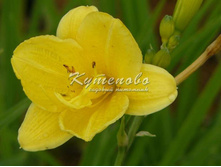 : �������� "Stella d'Oro" � 1 156� 1��
