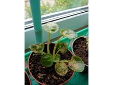 ������� �����������