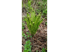 IMG 20200511 132914.jpg