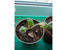 ������� �������� ����� ������