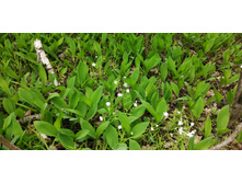 IMG 20200516 122417.jpg