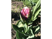 ��� ���� ��� 2019