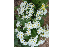 ������� ������������� �����