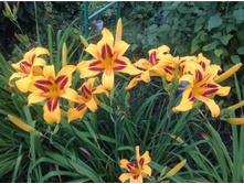 ��������  Bonanza-( �������)