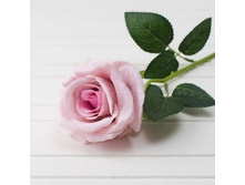 ���� ��������� (��.-������) h-50��