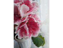 �� �������