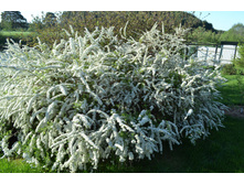 ������ ��������