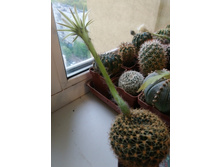 Echinopsis sp. VG-763 ������������ �������