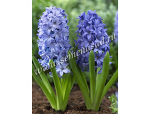 ������� ������� ����.jpg