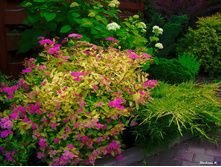 ������ ������ ��������