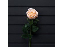 ���� (������), 68 ��