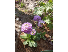 ������� ������������� 100 �