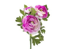 ����������, 34 ��