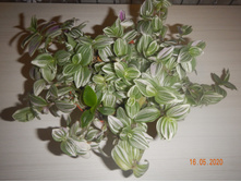 DSCN4604.JPG
