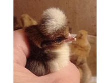 ������� ��������