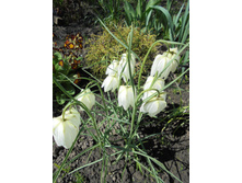 ��������� �����