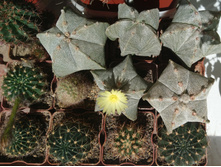 ���ԣ� Astrophytum myriostigma