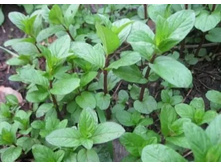 ���� ����� (����������)