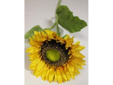 ��������� d-cm .h-74��