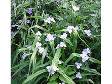 ������������ ������� �����.jpg