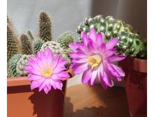 M. theresae and M. saboae