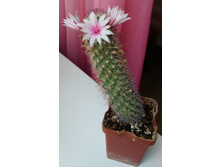 Mammillaria fraileana