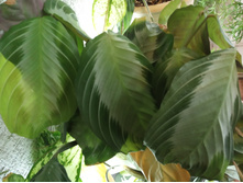 IMG 20200422 134031.jpg