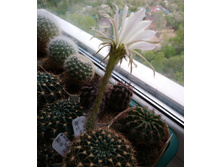 �ݣ ���� Echinopsis ancistrophora VG-635