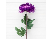 ���������� 85�� (����������)