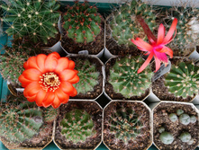 ������ Lobivia dobeana VG-556 � Matukana krahnii