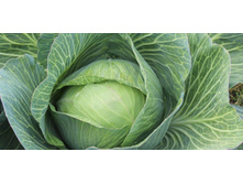 ������� ������� ������� 12���