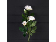 ���� �����, 70 ��