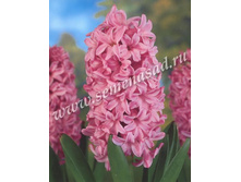 ������� ������� ���� ����.jpg