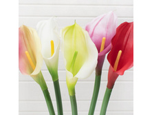 �����, 65 ��