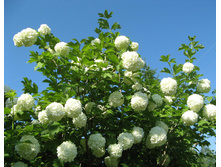 ������ ���������