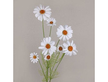 ������ (�����)