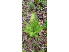 IMG 20200511 132859.jpg