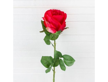 ���� *1 (�����.), 80 ��