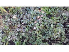 �������� � �������.