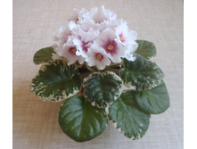 ��-����� 3.jpg