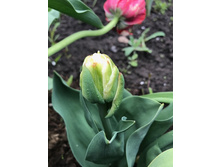 ��� ���� ��� 2020