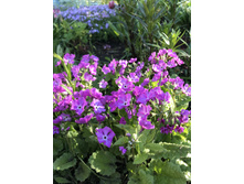 ������� �������� 50 ���