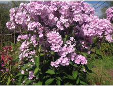 ����� ���� �������