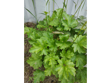 ��� �����