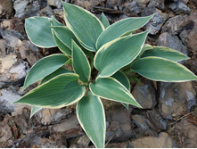 ���� �����