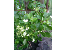 IMG 20200614 195103.jpg