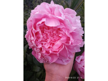 IMG 20200623 211419.jpg