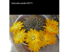 ���� �� ������� �������).